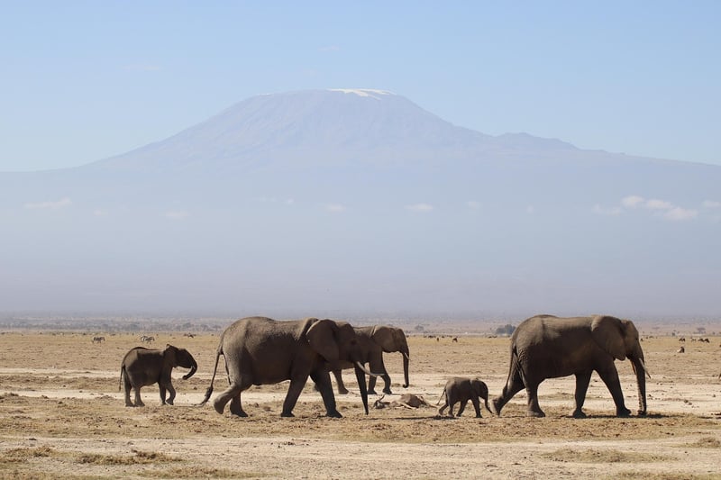African Safari